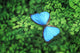 Blue Butterfly Wall Decal