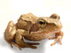 Gros Crapaud Wall Decal