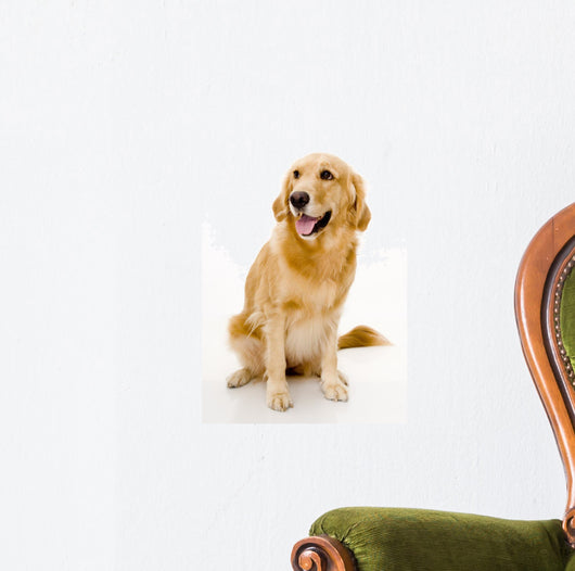 golden retreiver Wall Decal