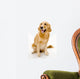 golden retreiver Wall Decal