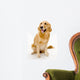 golden retreiver Wall Decal