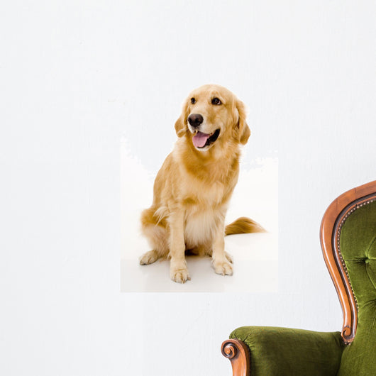 golden retreiver Wall Decal