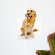 golden retreiver Wall Decal