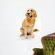 golden retreiver Wall Decal