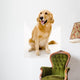 golden retreiver Wall Decal