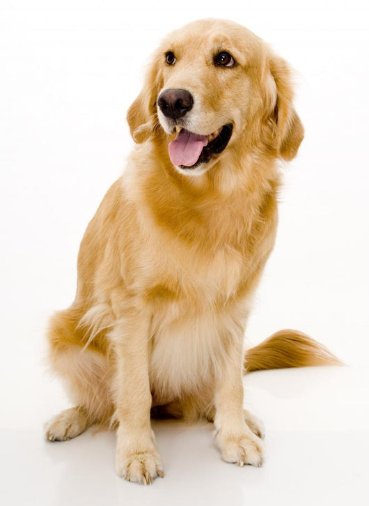 golden retreiver Wall Decal