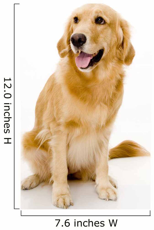 golden retreiver Wall Decal