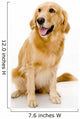 golden retreiver Wall Decal