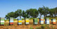 Colored Bee-houses Field Portugal Wall Decal