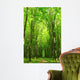 forest path Wall Mural