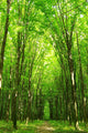 forest path Wall Mural