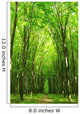forest path Wall Mural