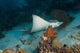 Eagle Rays Wall Decal
