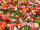 Keukenhof Wall Mural