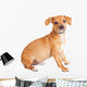 Chihuahua Dachshund Dog Sitting to Side Wall Decal
