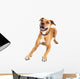 Happy Boxer Crossbreed Dog Laying Over White Wall Decal