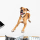 Happy Boxer Crossbreed Dog Laying Over White Wall Decal