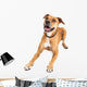 Happy Boxer Crossbreed Dog Laying Over White Wall Decal