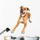 Happy Boxer Crossbreed Dog Laying Over White Wall Decal