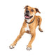 Happy Boxer Crossbreed Dog Laying Over White Wall Decal
