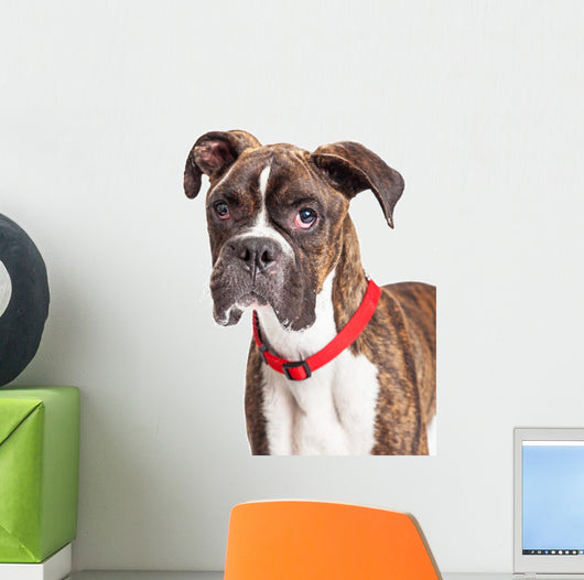 Portrait Boxer Crossbreed Over White Wall Decal