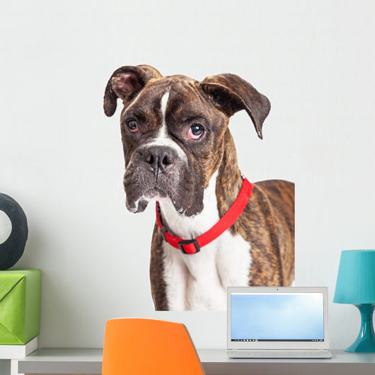Portrait Boxer Crossbreed Over White Wall Decal
