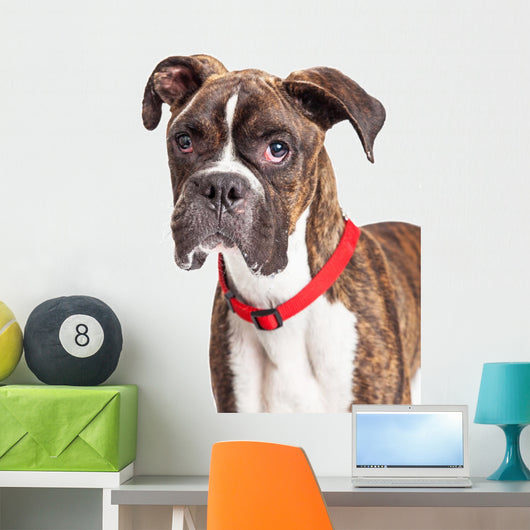 Portrait Boxer Crossbreed Over White Wall Decal