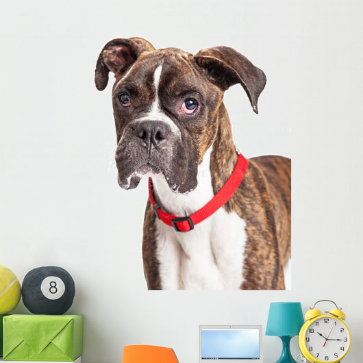 Portrait Boxer Crossbreed Over White Wall Decal