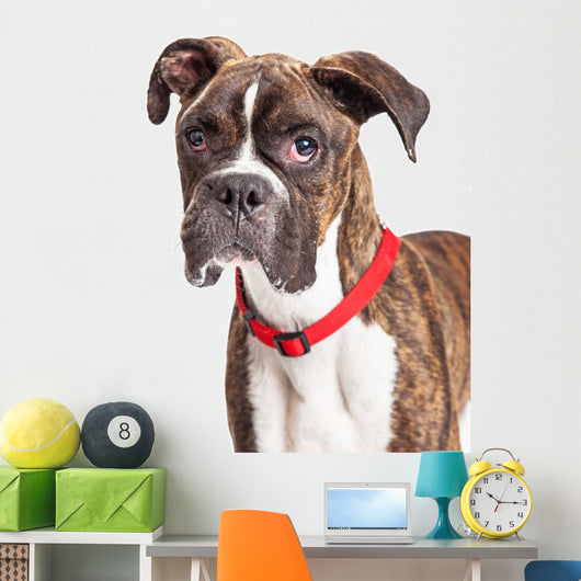 Portrait Boxer Crossbreed Over White Wall Decal