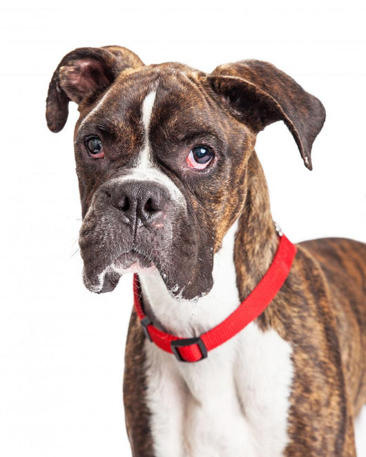 Portrait Boxer Crossbreed Over White Wall Decal