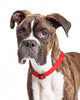 Portrait Boxer Crossbreed Over White Wall Decal