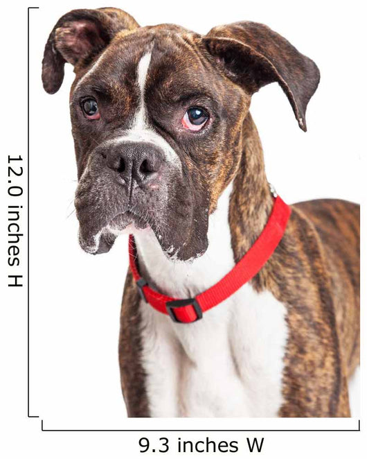 Portrait Boxer Crossbreed Over White Wall Decal