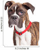 Portrait Boxer Crossbreed Over White Wall Decal