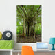 Amazon Jungle Tree Wall Mural