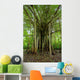Amazon Jungle Tree Wall Mural