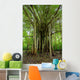 Amazon Jungle Tree Wall Mural