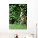 Kangaroo and Company Wall Mural