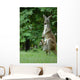 Kangaroo and Company Wall Mural