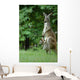 Kangaroo and Company Wall Mural
