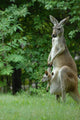 Kangaroo and Company Wall Mural