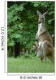 Kangaroo and Company Wall Mural