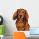 dachshund dog portrait on white Wall Decal