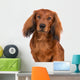 dachshund dog portrait on white Wall Decal