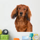 dachshund dog portrait on white Wall Decal
