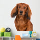 dachshund dog portrait on white Wall Decal