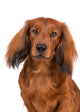 dachshund dog portrait on white Wall Decal