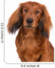 dachshund dog portrait on white Wall Decal