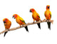Four Perched Parrots Wall Decal
