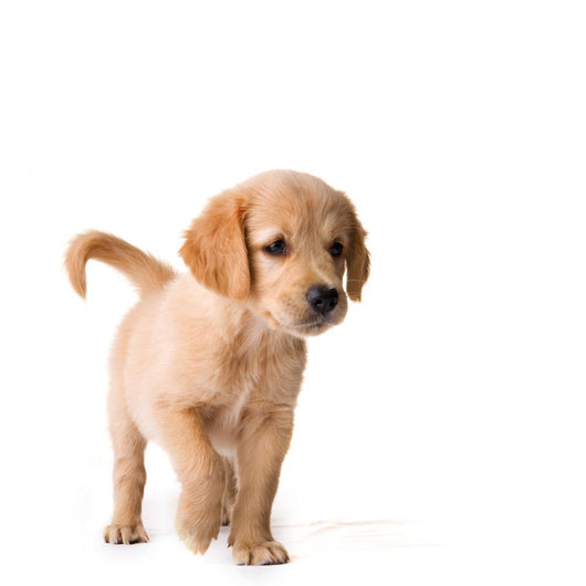 Puppy Wall Decal Design 2