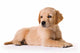 Puppy Wall Decal